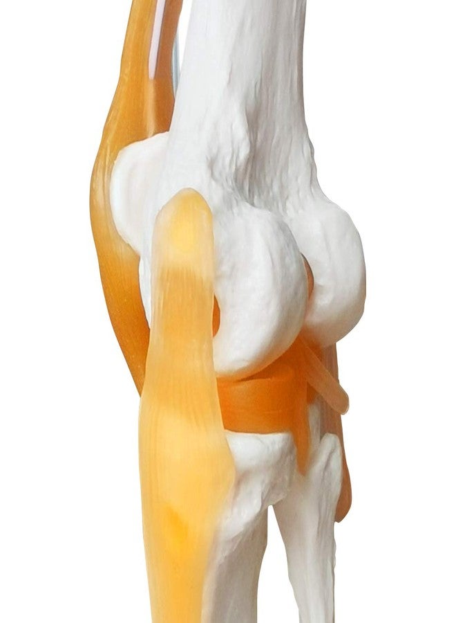 EVOTECH SCIENTIFIC Human Functional Knee Joint Model, with Ligament, Life Size for Medical Teaching Learning, Clinic Demonstration, Students Learning Education Display Tool - Image 5